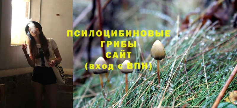 Галлюциногенные грибы Psilocybine cubensis  Нальчик 